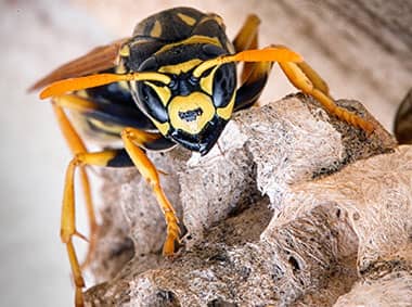 yellow jacket crawling on nest