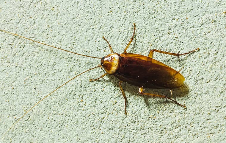 Asian Roaches Can Use Their Wings To Fly an asiain roach crawling on the wall of a florida home