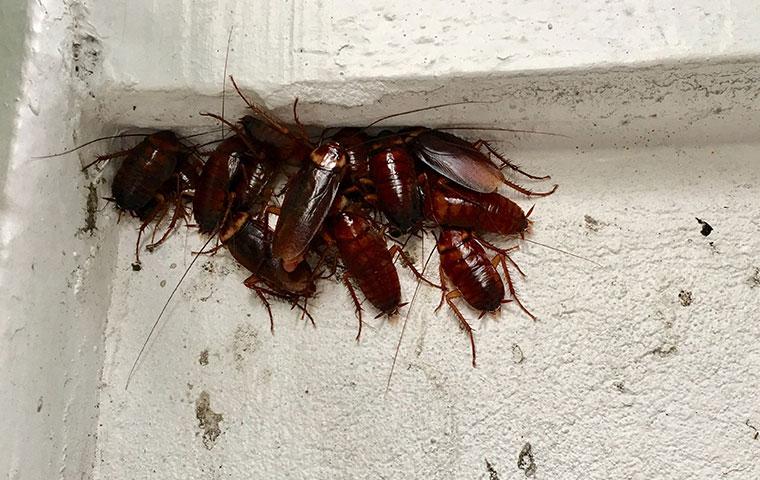 cockroach infestation in a basement