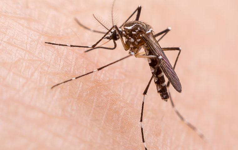 mosquito biting skin