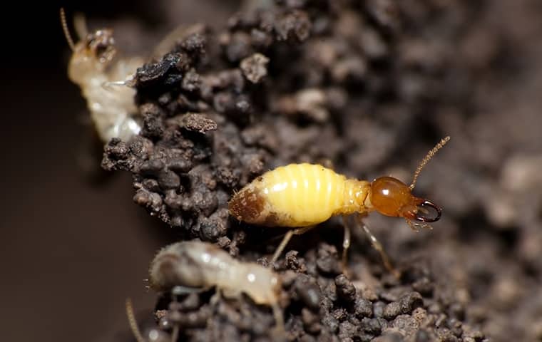 Formosan Termites Are Aggressive & Hard To Control a formosan termite crawling inside of a crestview florida home