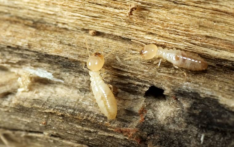 Termites Cause Massive Structural Damage eastern subterranean termites on wood inside of a crestview florida home