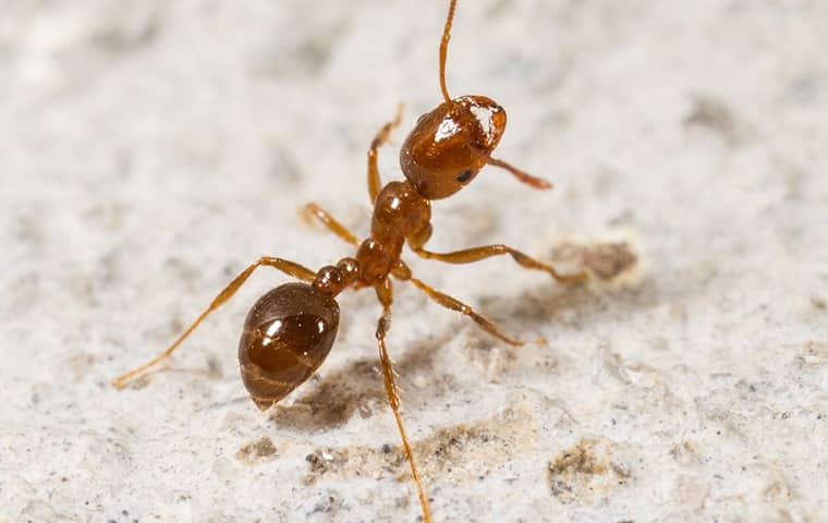 Fire Ant Bites Cause Lesions That Burn & Itch a fire ant crawling outside in florida