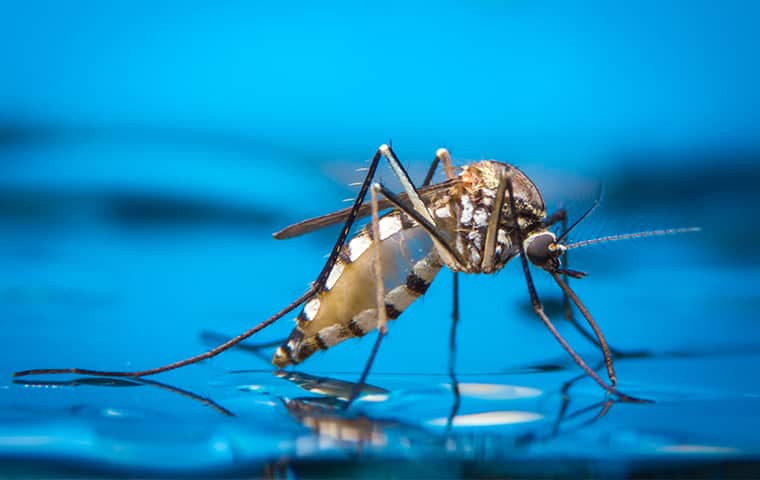 Mosquitoes Carry A Number Of Viruses Like Malaria a mosquito standing on water in crestview florida