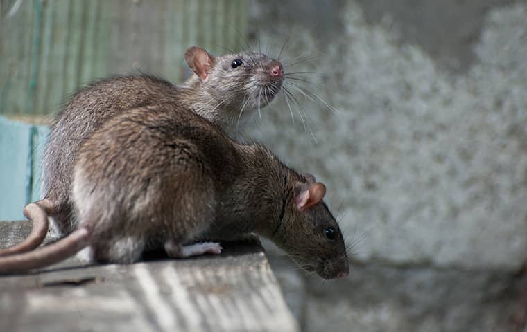 Eliminate Rats And The Diseases They Spread two rats on a ledge inside of a home in holt florida