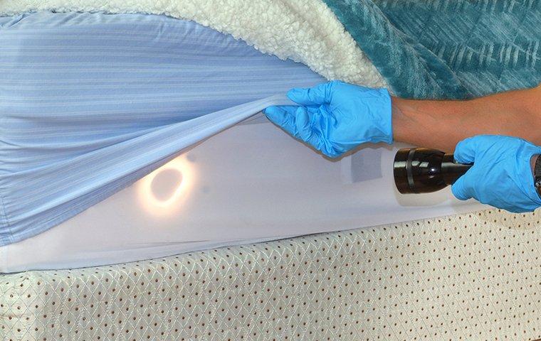 gloved hand looking for bed bugs on mattress