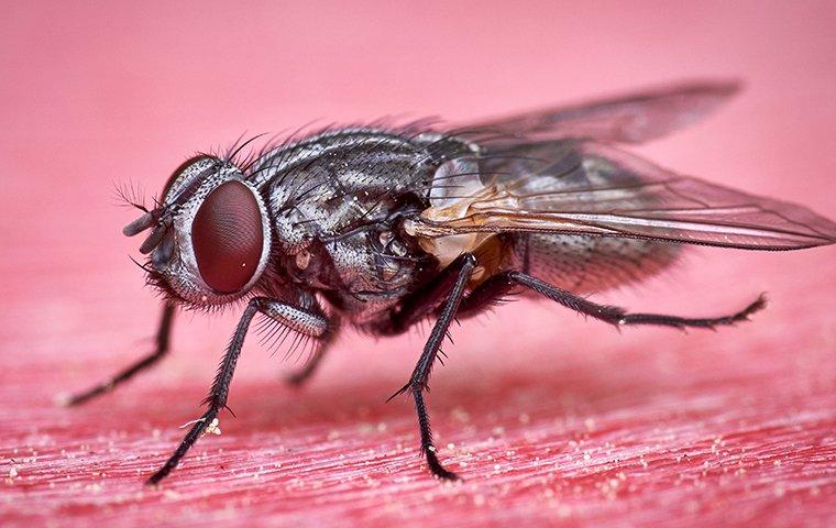 fly