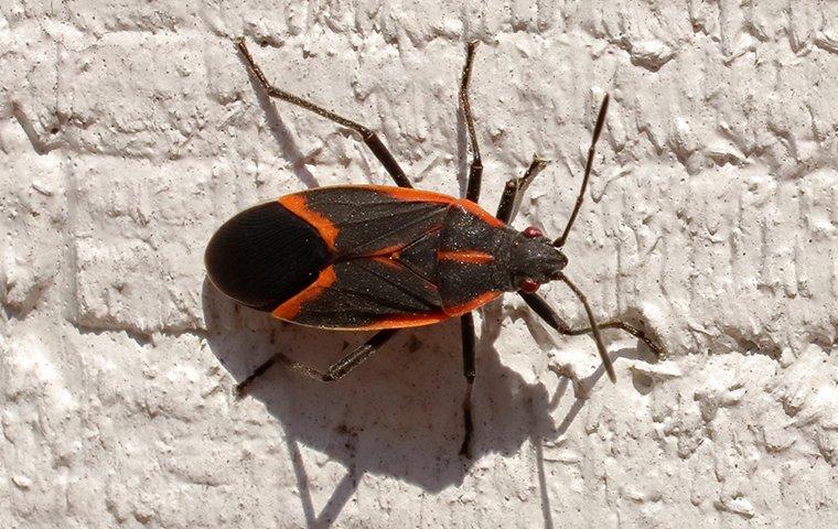 up close image of a boxelder bug crawling on a wall