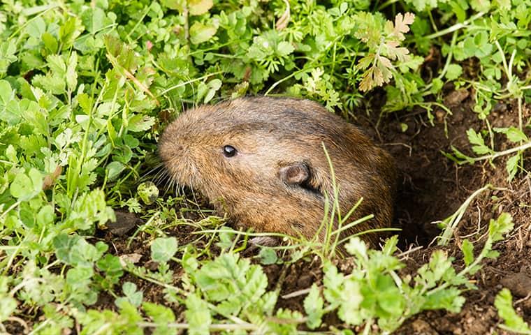 Are The Gophers In Council Bluffs Tearing Up Your Yard?