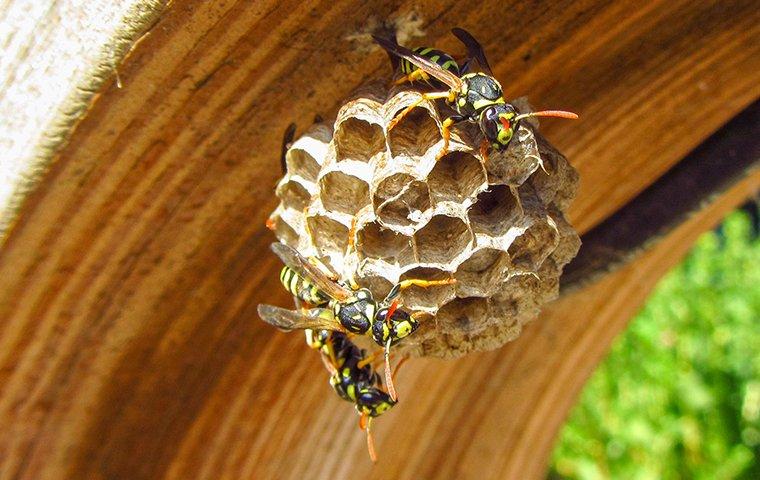 paper wasp nest on porch