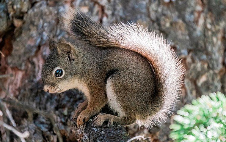 little squirrel on branch