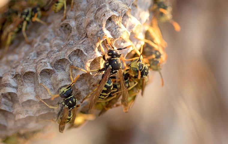 paper wasp swarming a nest