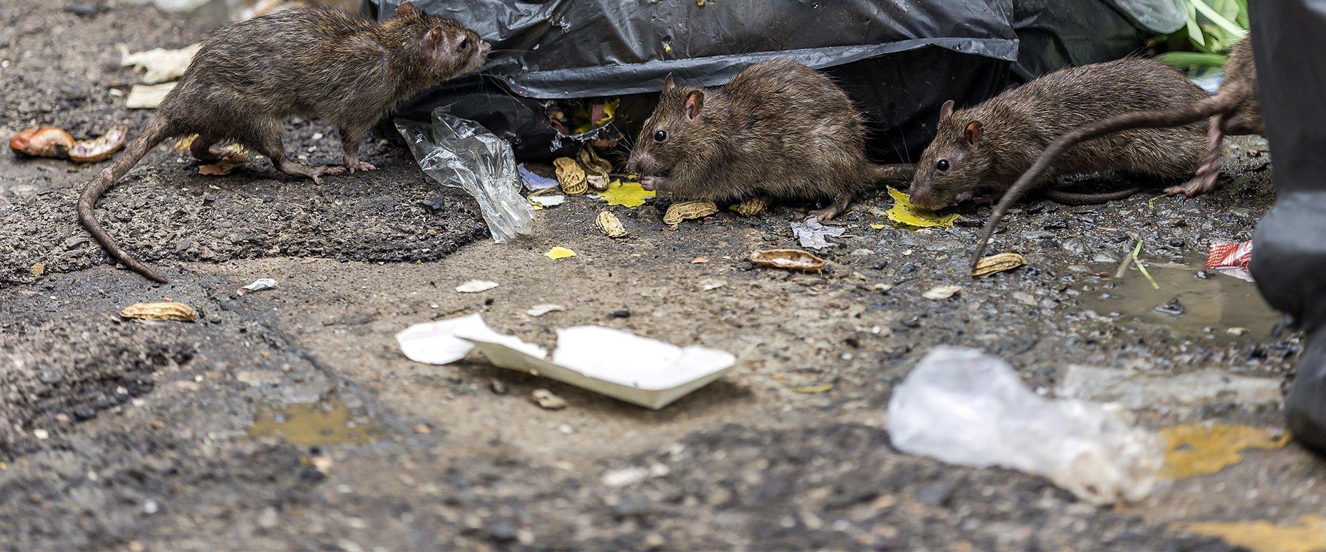 rats in trash