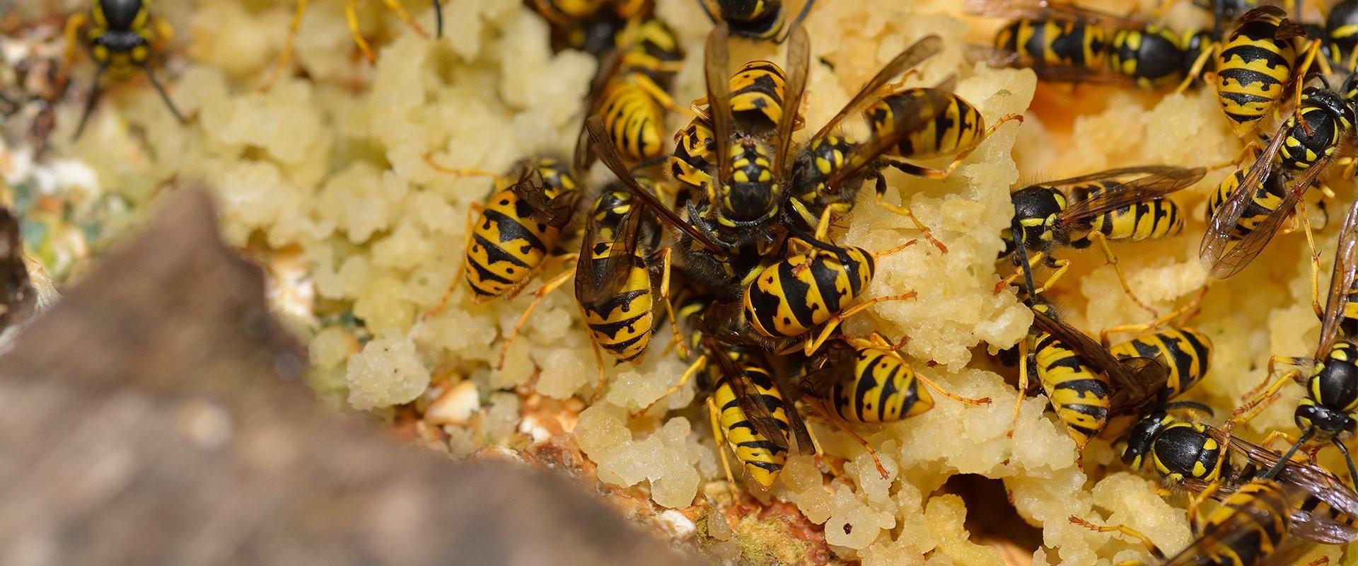 wasps eating food