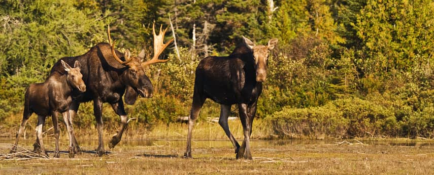Moose Watching & Wildlife
