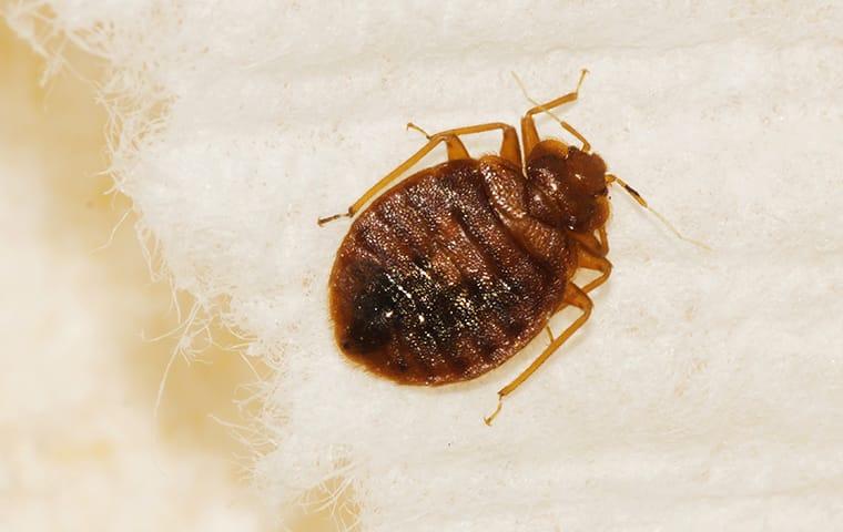 a bed bug crawling on bedding in a baton rouge louisiana home