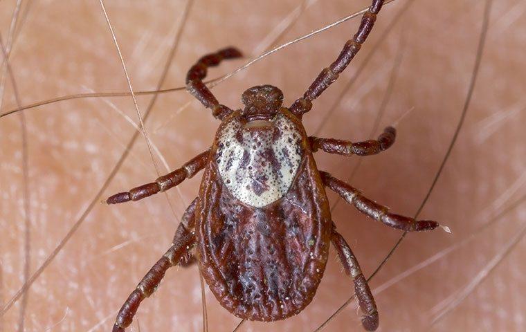 Close up of an American dog tick.