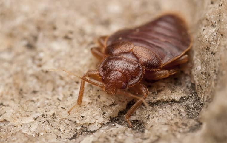 a bed bug on the ground