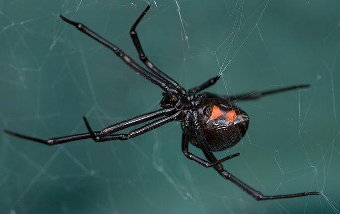a black widow spider on her web in dedham springs