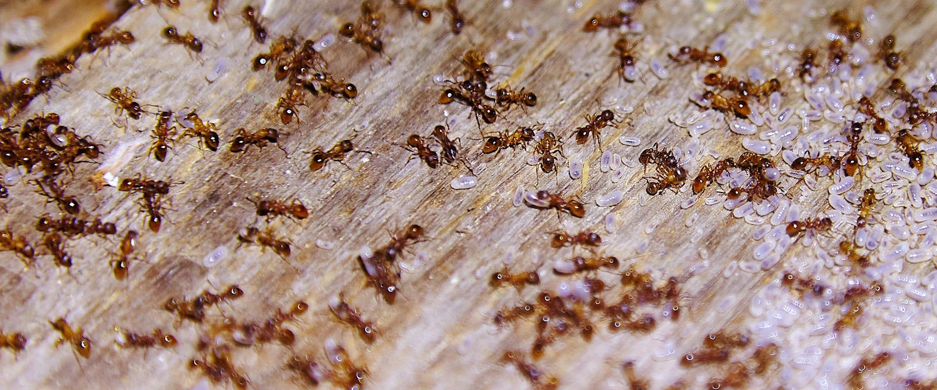 many ants crawling on the floor in a home in baton rouge louisiana