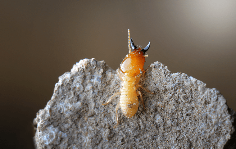 a termite on a rock in a baton rouge yard