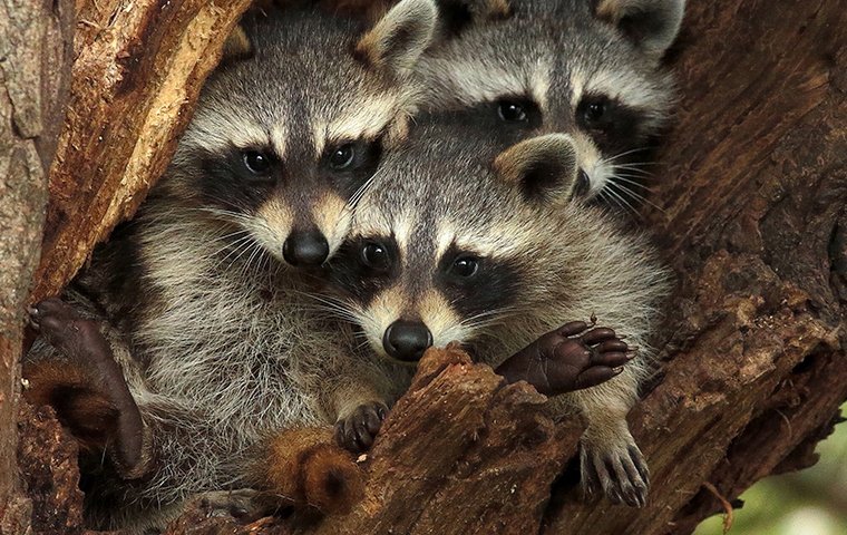 raccoons in a tree