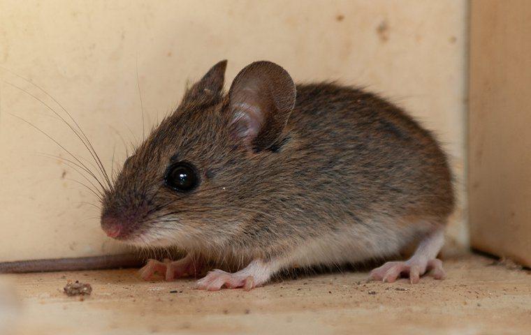 a house mouse sitting in a cupboard