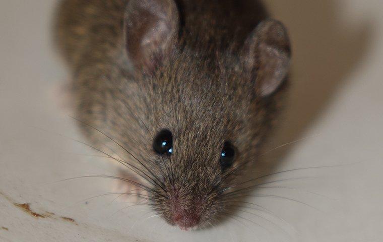 brown mouse on floor