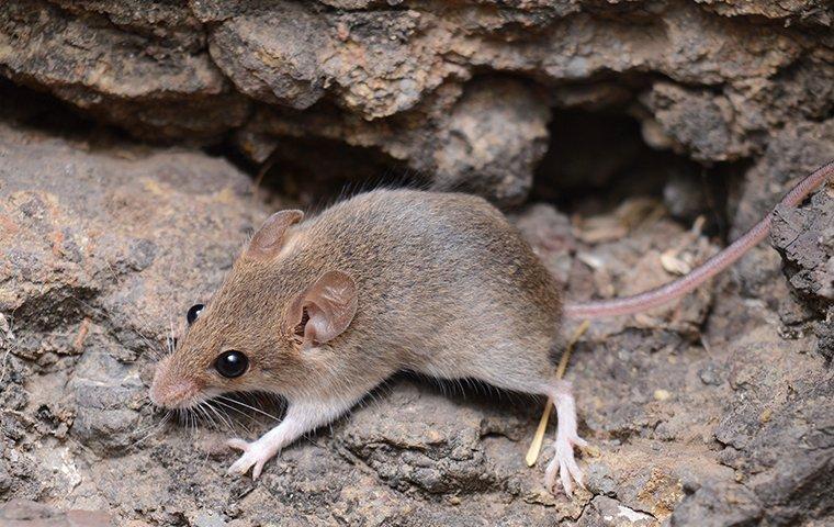 a mouse coming out of a foundation crack
