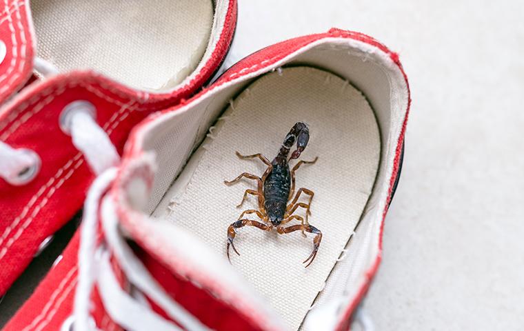 a scorpion in the bottom of a sneaker