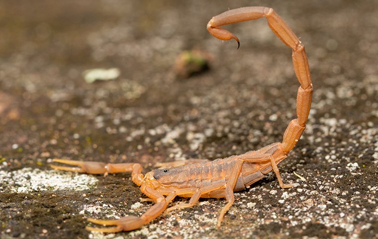 Texas Scorpions Identification 