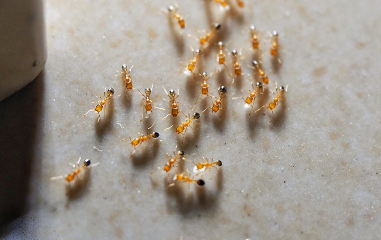dozens of ants crawling inside a kitchen