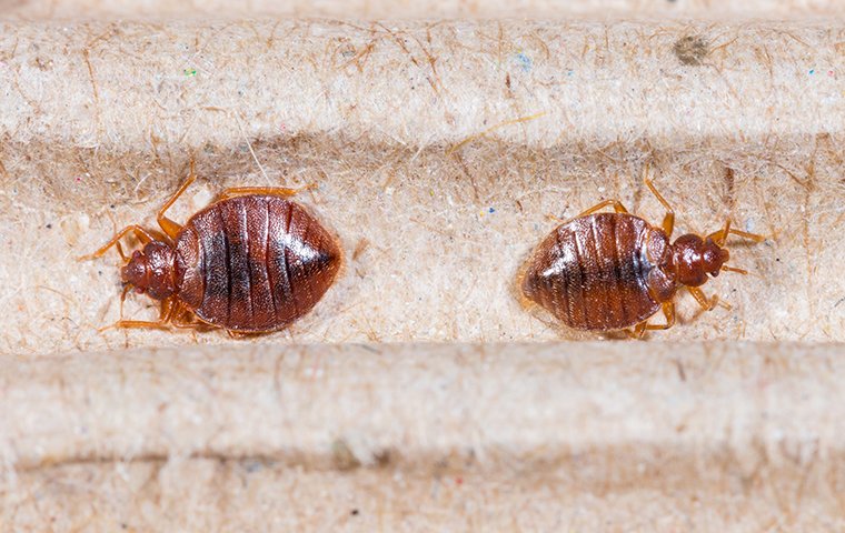 two bed bugs on a mattress