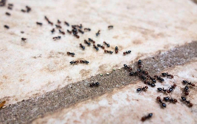 ants in a line on a tile floor
