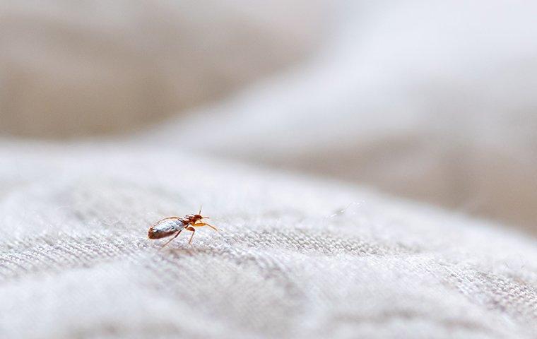 a bed bug on a white linen sheet