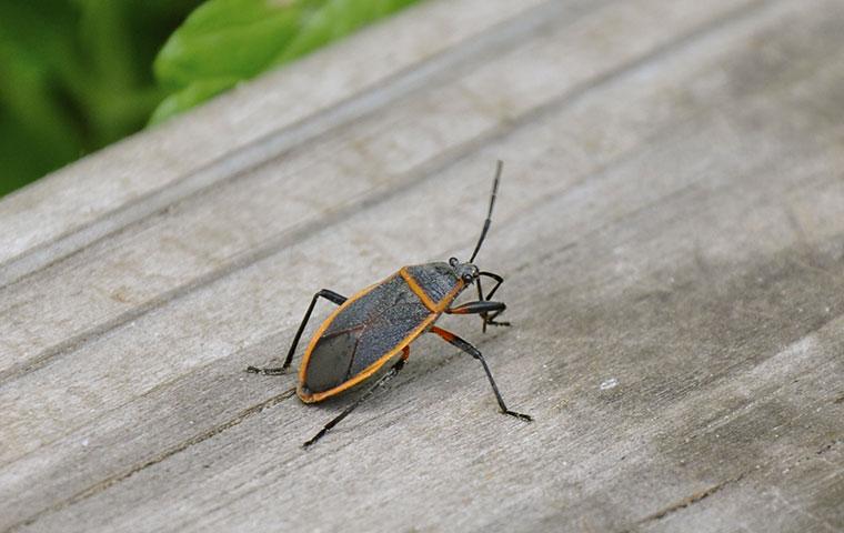box elder bug on a porch