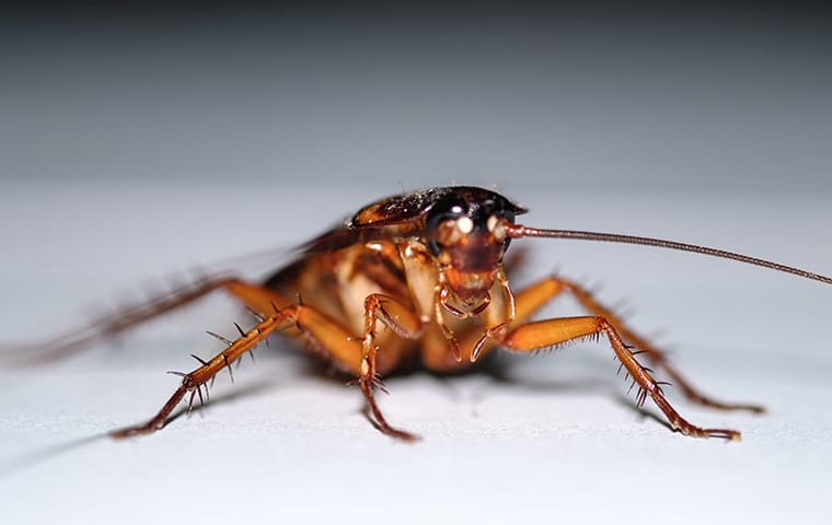 a cockroach crawling in a home