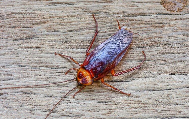 a cockroach on a piece of wood
