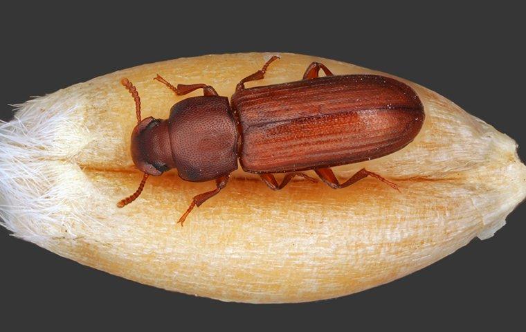 flour beetle on a piece of grain