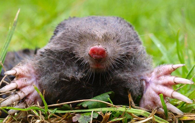 large mole coming out of a hole