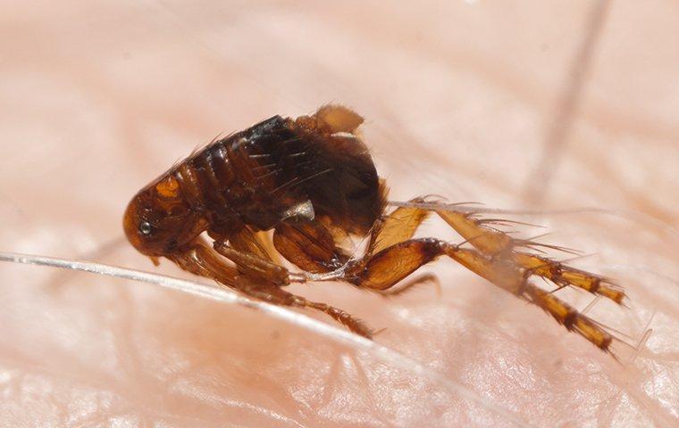 flea jumping on human skin