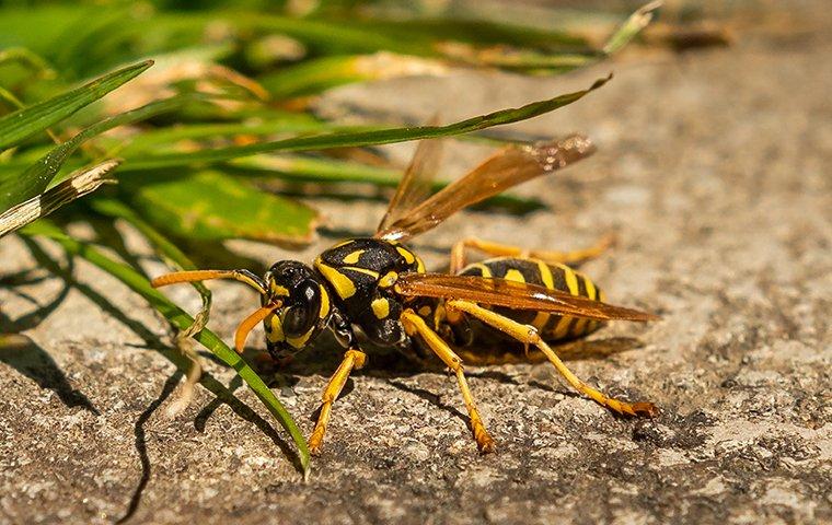 up close image of a hornet on the ground
