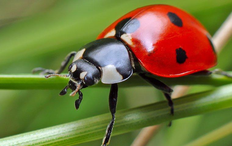 lady bug on grass