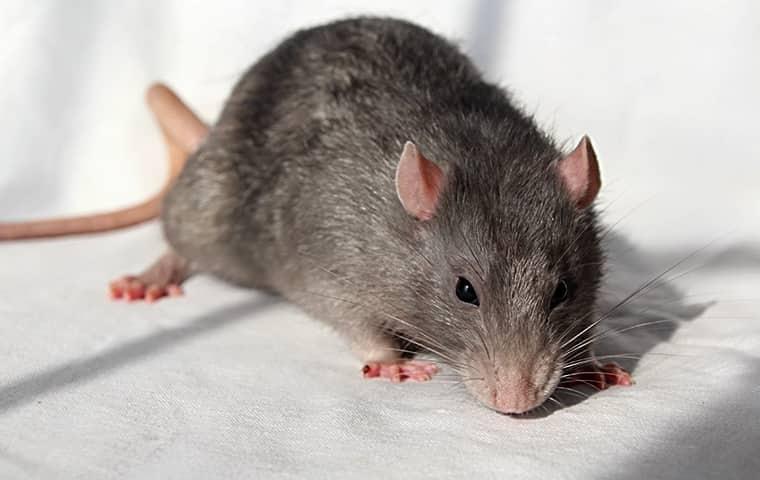 a norway rat in a residential kitchen