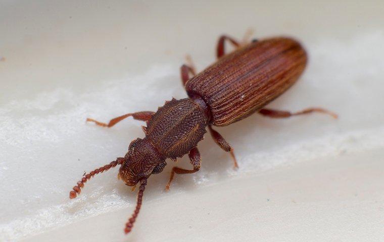 sawtoothed grain beetle in a kitchen