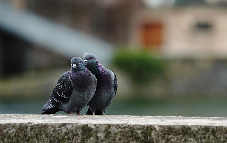 two pigeons on a granite rock