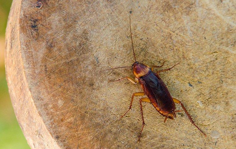 a cockroach outside a home