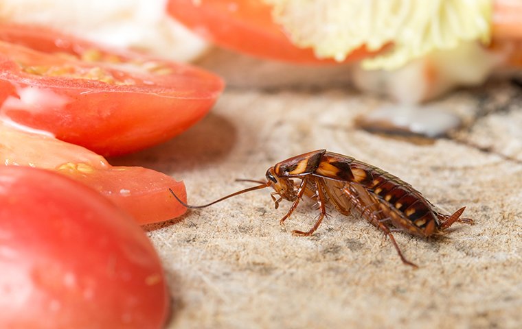 a cockroach crawling among tomatoes