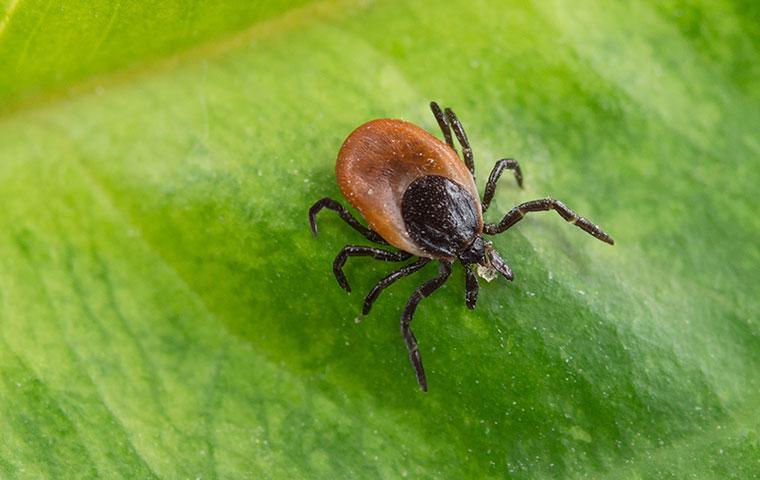 a blacklegged tick on a leaf
