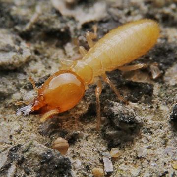 a termite crawling on the ground